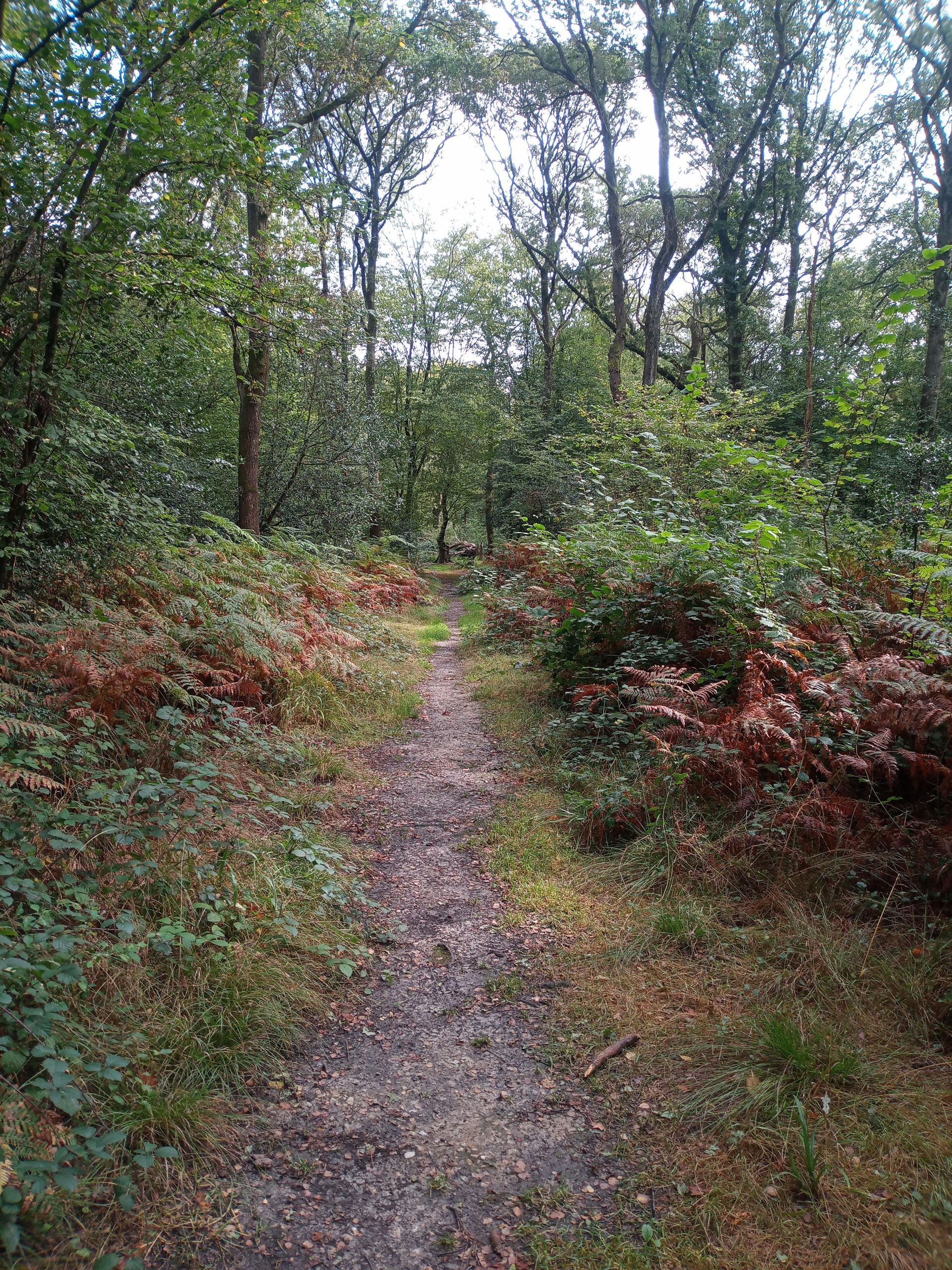 Woodland path